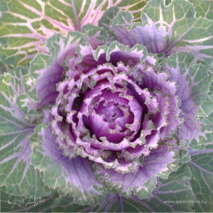 Фотография профиля