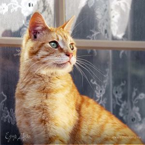 Фотография профиля