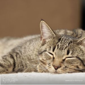 Фотография профиля