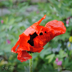 Фотография профиля