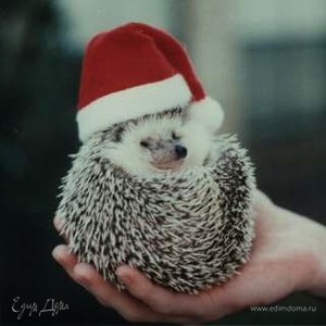 Фотография профиля