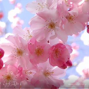 Фотография профиля