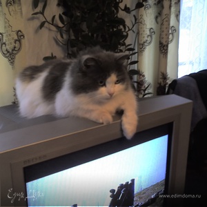 Фотография профиля