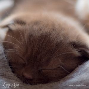 Фотография профиля