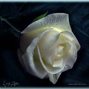 Фотография профиля