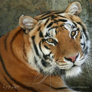 Фотография профиля