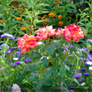 Фотография профиля