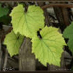 Фотография профиля