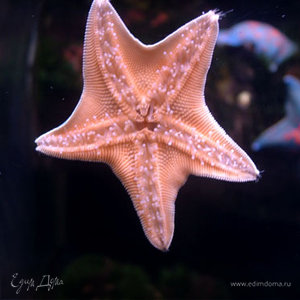 Фотография профиля