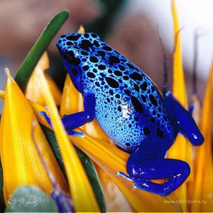 Фотография профиля