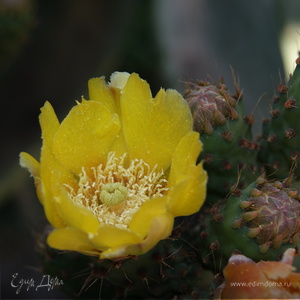 Фотография профиля