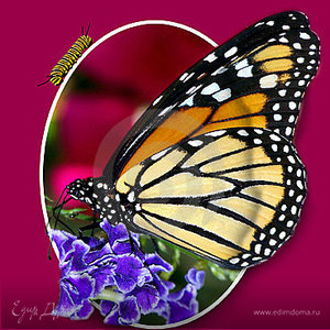 Фотография профиля