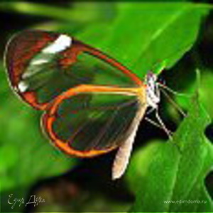 Фотография профиля