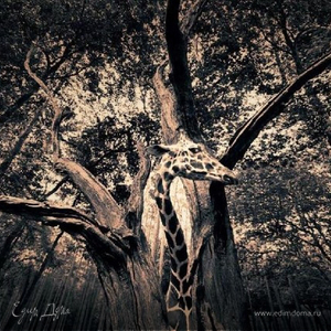 Фотография профиля