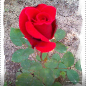 Фотография профиля