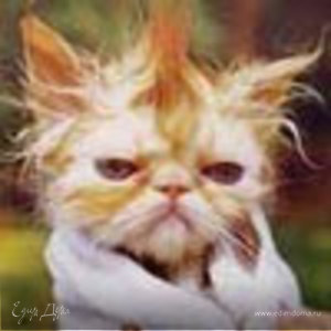 Фотография профиля