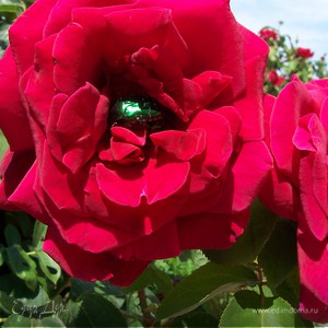 Фотография профиля