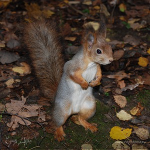 Фотография профиля