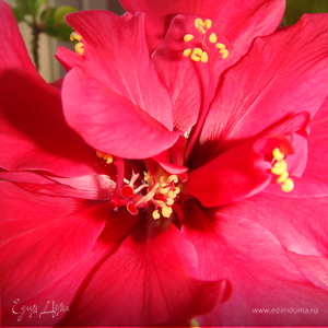 Фотография профиля