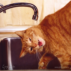 Фотография профиля