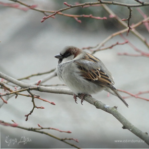 Фотография профиля