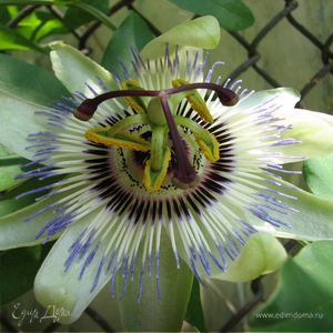 Фотография профиля