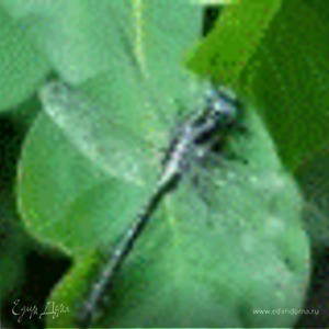 Фотография профиля