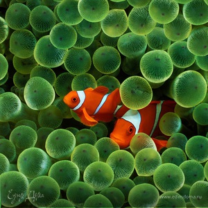 Фотография профиля