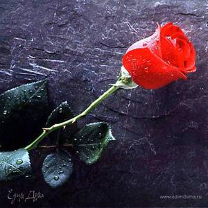 Фотография профиля