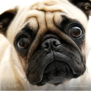 Фотография профиля