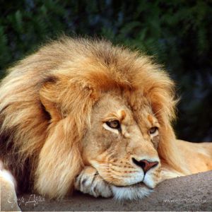 Фотография профиля