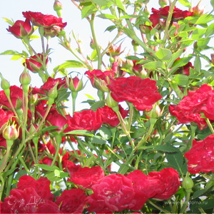 Фотография профиля