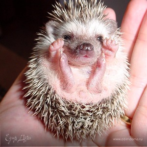 Фотография профиля