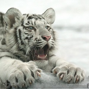 Фотография профиля