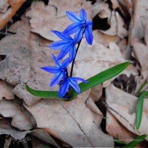 Фотография профиля