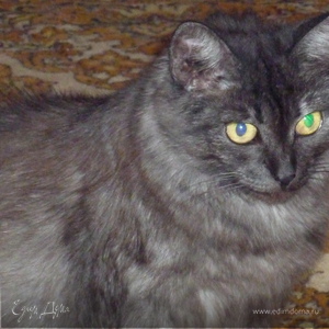 Фотография профиля