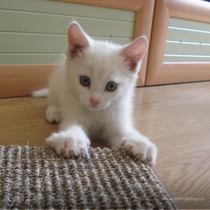 Фотография профиля