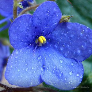 Фотография профиля