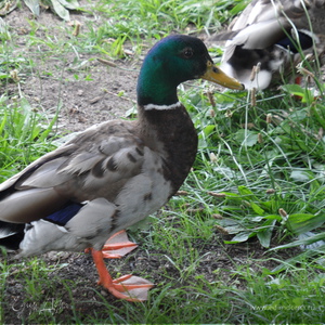 Фотография профиля