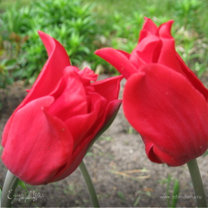 Фотография профиля