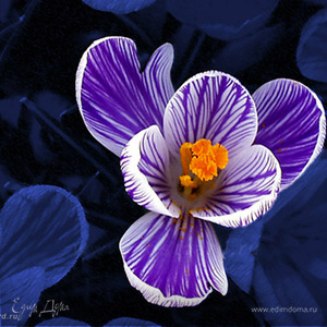 Фотография профиля