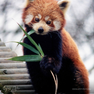 Фотография профиля