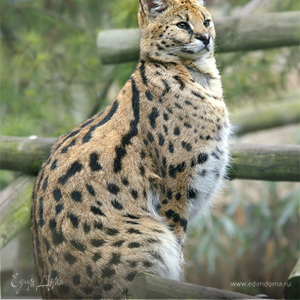 Фотография профиля