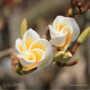 Фотография профиля