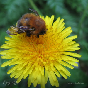 Фотография профиля