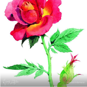 Фотография профиля