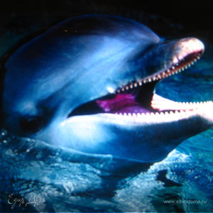 Фотография профиля