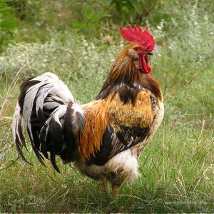 Фотография профиля