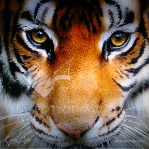 Фотография профиля