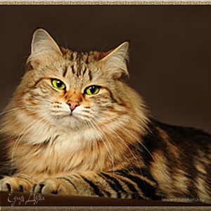 Фотография профиля